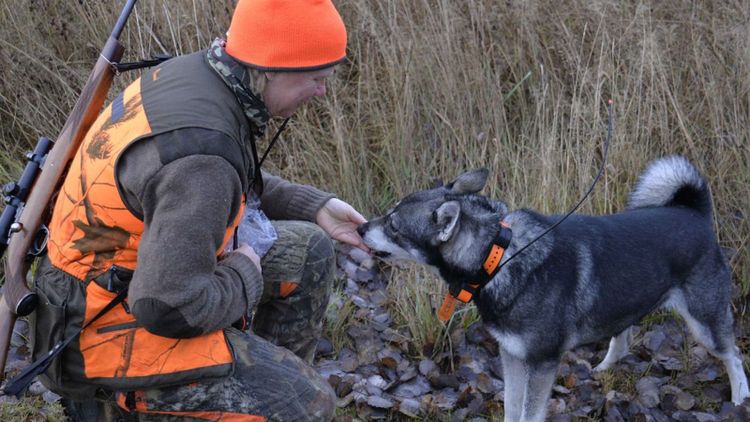 Så undviker du att förlora hunden under jakt