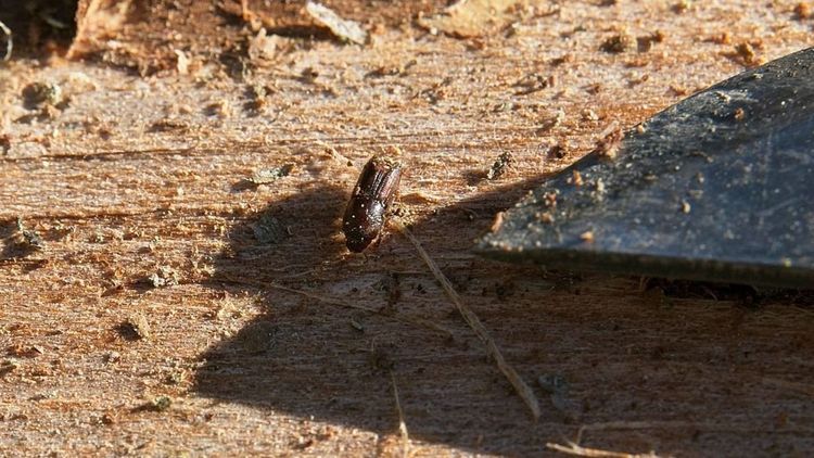 Tomma fällor men risk för skador