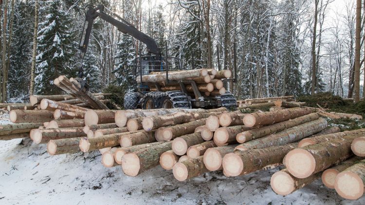 ”Centern offrar skogsnäringen”