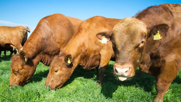 ”Öppna Sverige utan fulkött”