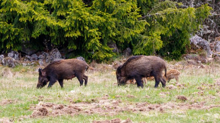 Så ska vildsvinen stoppas – med hundskall