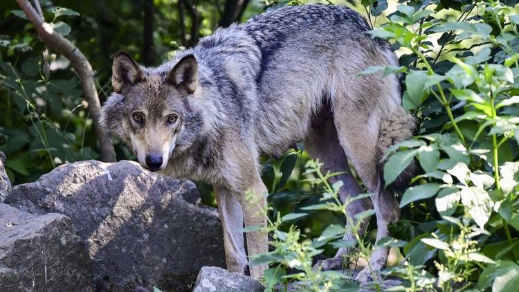 Varg skjuten på Orust – jakt avblåst