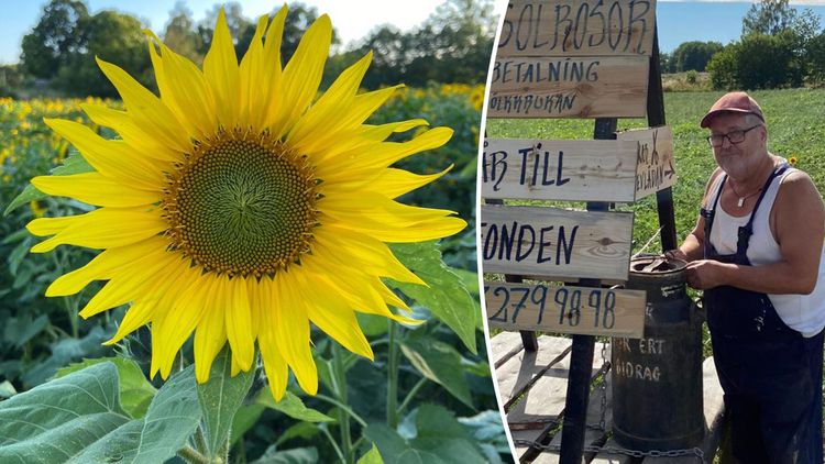 En miljon skänkta kronor målet för solrosplockning