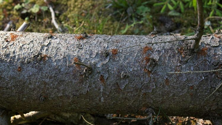 Ökad rapportering om angripen skog