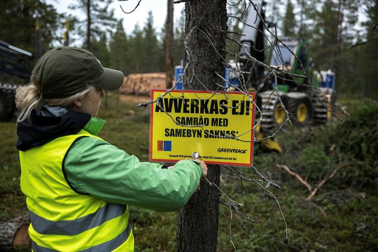 Greenpeace-aktivist i grön keps och gul väst hänger upp skylt på träd om stoppad avverkning i Muonio sameby, Pajala kommun.
