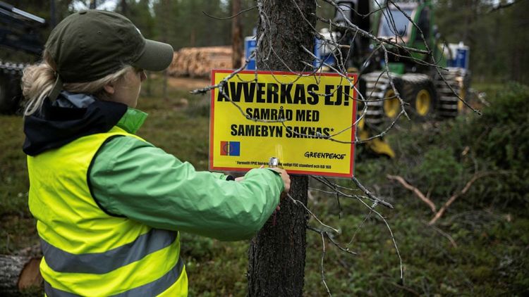 Aktivister stoppade Sveaskogs avverkning