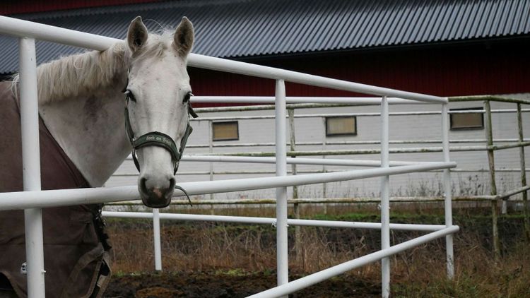 Svenska vaccinet mot kvarka börjar säljas i hela EU