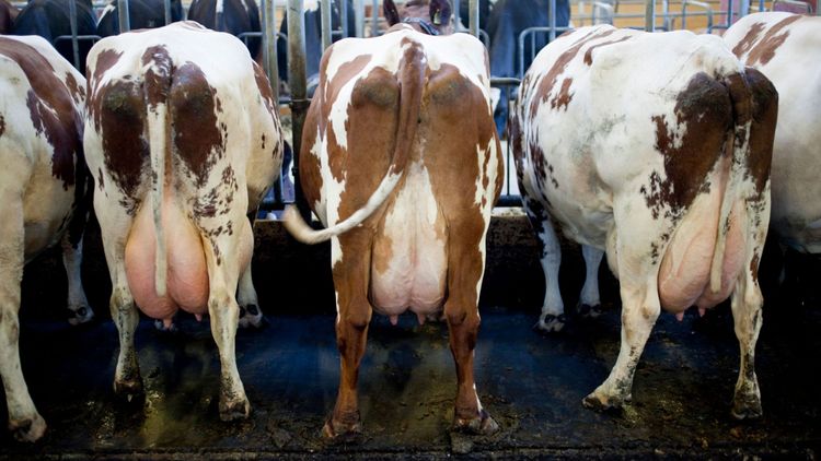 Ökad invägning av ekologisk mjölk 2020