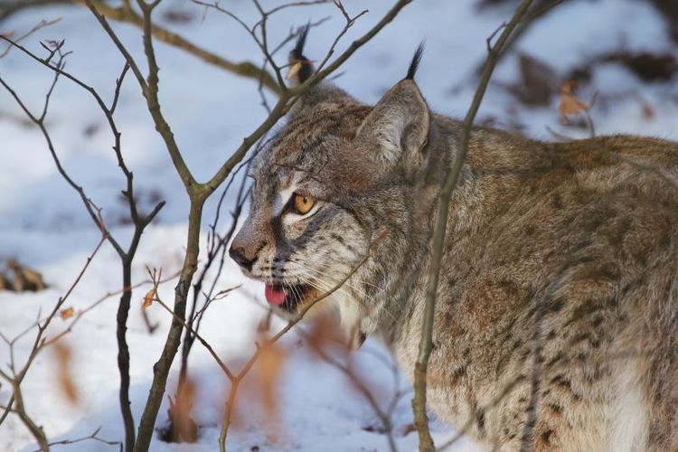 Färdigjagat i flera län