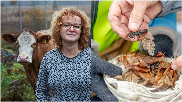 ”Dags att lantbruket och miljörörelsen gör gemensam sak”
