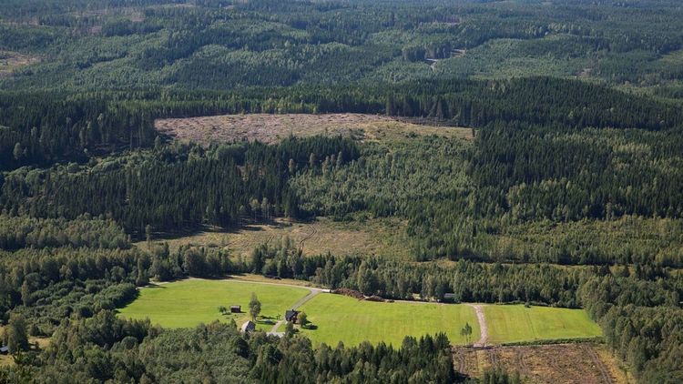 Ny utredning om skogen kan vara på gång