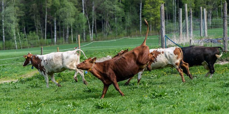 ”Vi kan med gott samvete ha kor i Sverige”