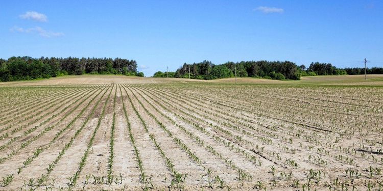 Så vill bankerna underlätta för torkdrabbade bönder