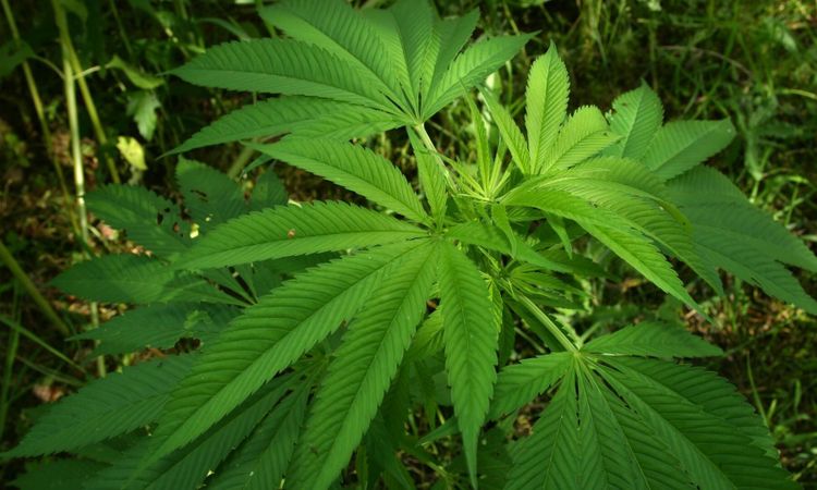 Spritjätte investerar i cannabis