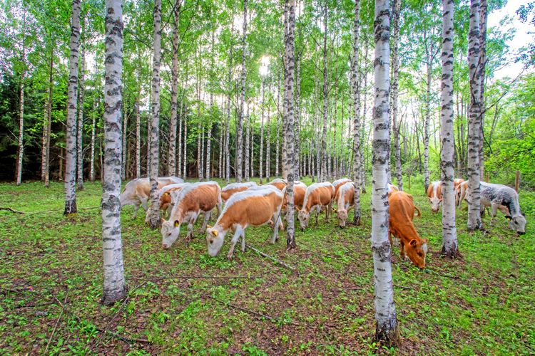 Det finska jordbruket får ett krispaket på 960 miljoner kronor i regeringens budgetsproposition.