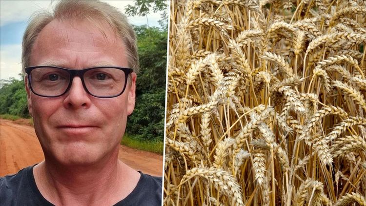 ”Tropikaliserat vete växer som ogräs i Brasilien”