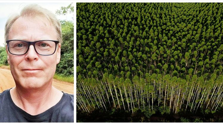 Brasilien – en exportjätte av skogsprodukter
