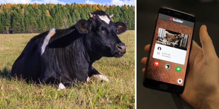 Tinder för kor och tjurar