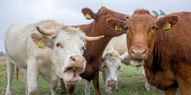 Nobben för hornbidrag i Schweiz