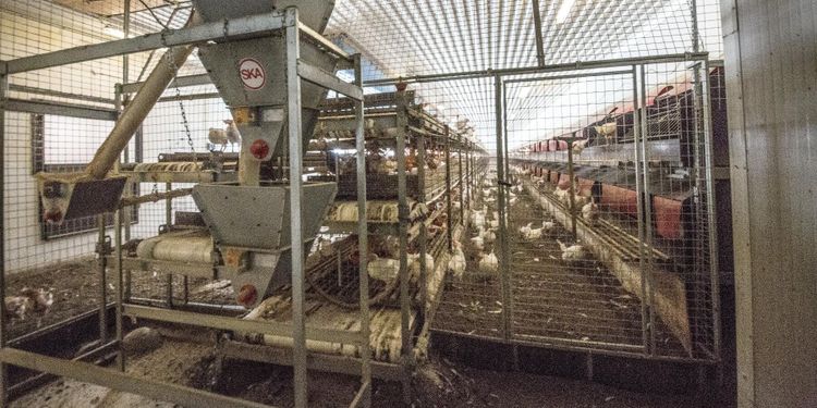 Hönsstallet totalförstördes – nu miljonsatsar staten