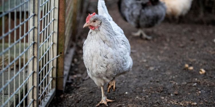 Frankrike höjer beredskap för fågelinfluensa