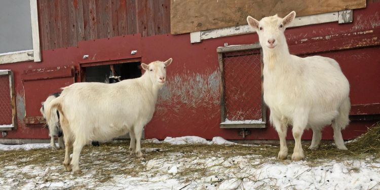 ”Nu kan vi köra för fullt” – gård slipper öronmärkning