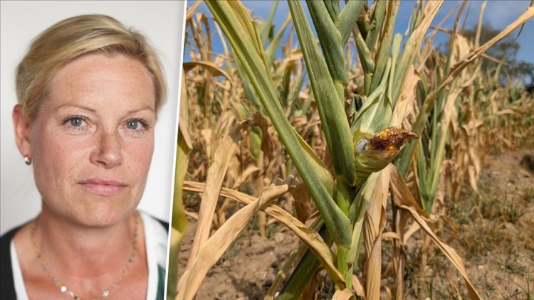 Därför kan svenska vetepriset stiga