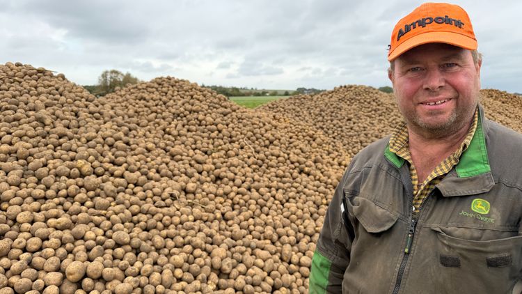 Potatis ger mersmak för rutinerad odlare