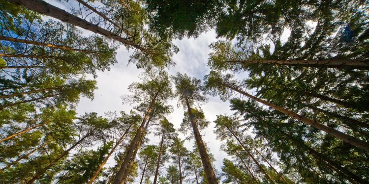 Sveaskog satsar på ligninproduktion