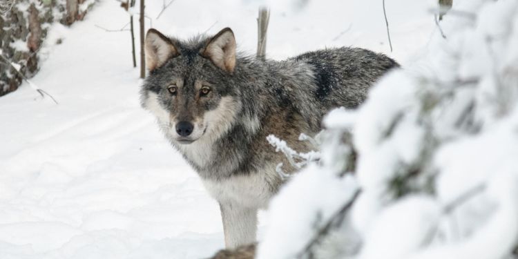 Ingen licensjakt på varg vintern 2020