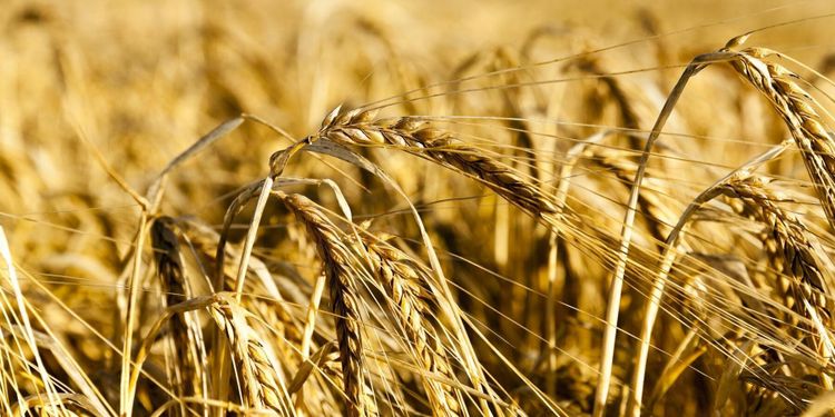 Risk för katastrofskörd i Sverige