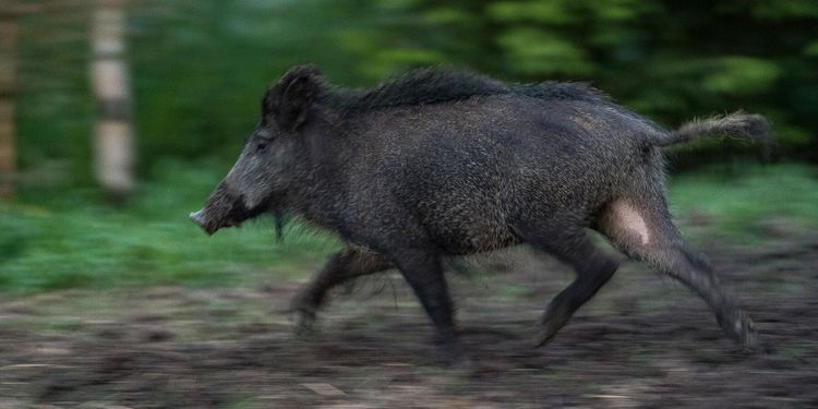 Frankrike bygger stängsel mot belgisk svinpest