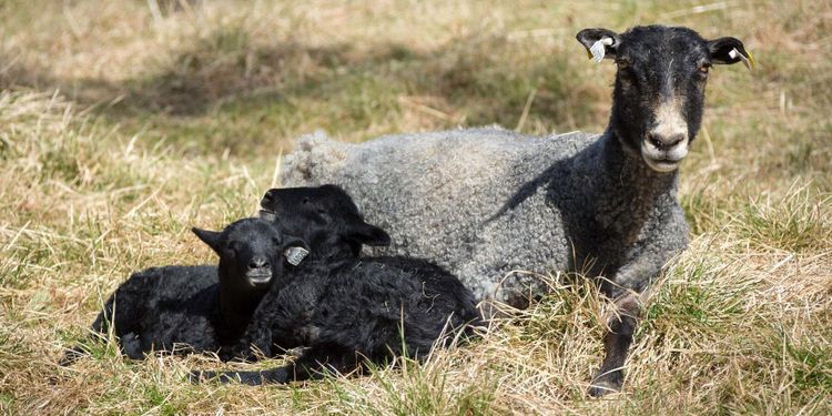 KLS Ugglarps börjar slakta lamm på Gotland