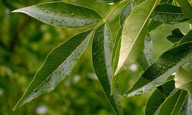 Vitala askar sökes: ”En ekologisk tragedi”