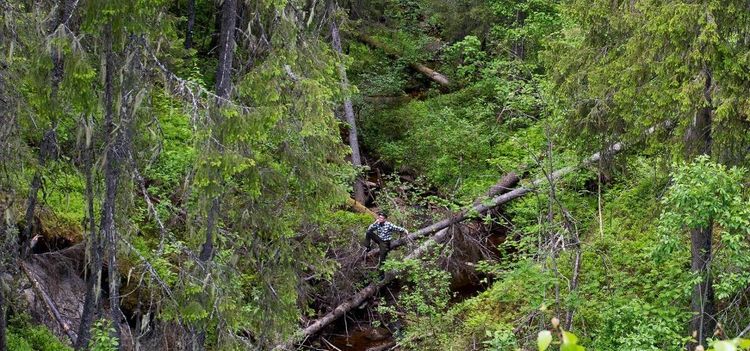Så påverkas skogspriset av nyckelbiotoper