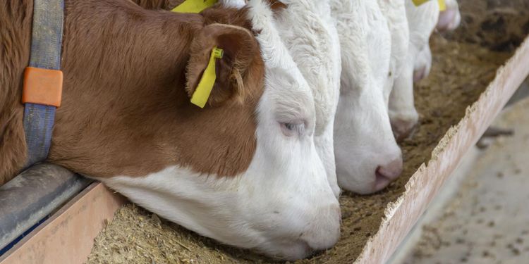 Köttproducent krävs på mångmiljonbelopp