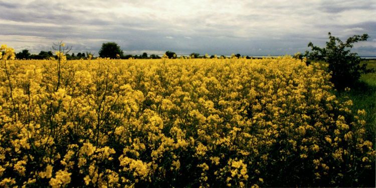 Nu måste rapsen få regn