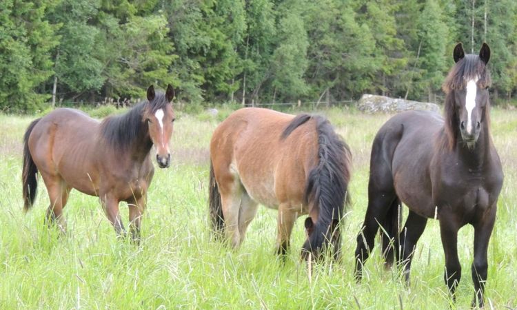 LRF Häst en alltför otymplig organisation