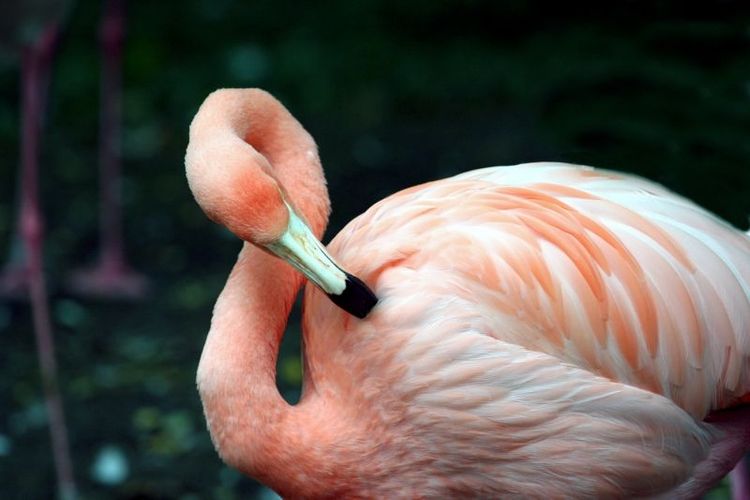 Hos Fågelparken i Påarp hotas exotiska och dyra fåglar som flamingo av utbrottet av fågelinfluensan. Arkivbild.