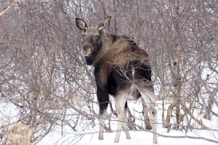Grimsö forskar på svår älgsjukdom