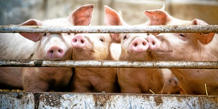 Stor ökning av antibiotika i danskt lantbruk