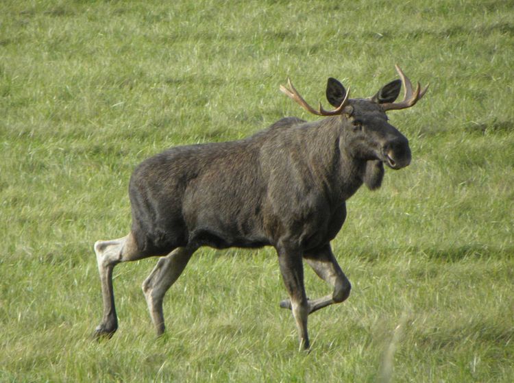 ”Älgkött lika dåligt som nötkött för klimatet”