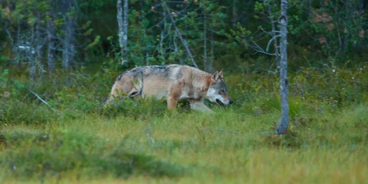Vargangrepp i två fårhagar under helgen