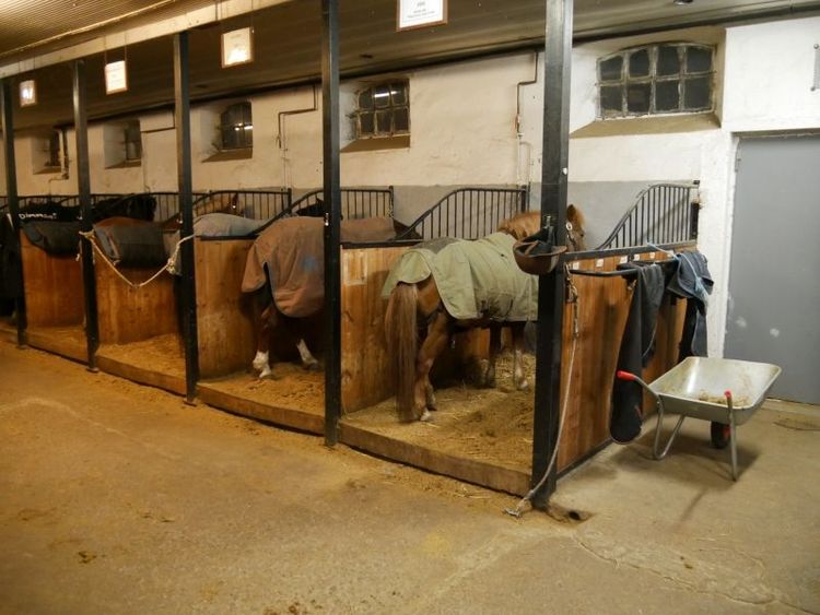 Regeringen konstaterar att ett stopp för spiltor kan tvinga ridskolor eller andra hästföretag att lägga ner sin verksamhet och vill därför utreda konsekvenserna innan en lagändring. Obs! Ridskolan på bilden har inget med texten att göra.