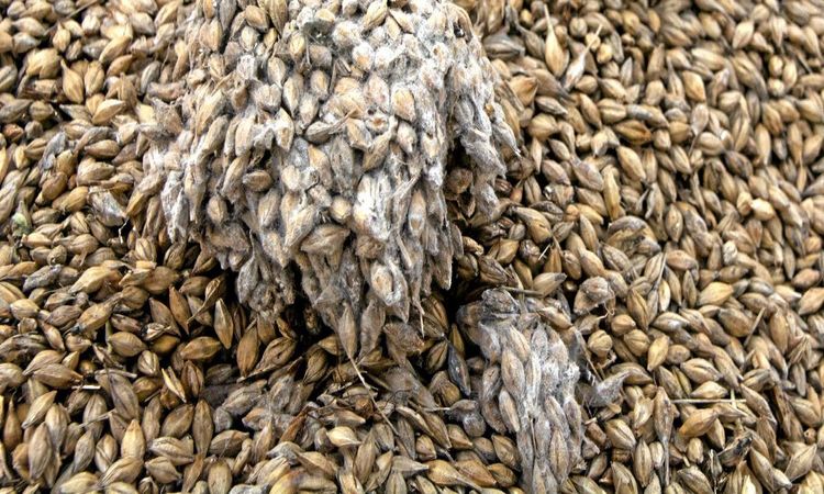 Möglig spannmål oroar lantbrukare