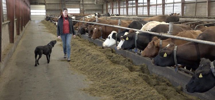 Danska bönder omfamnar eko-boom