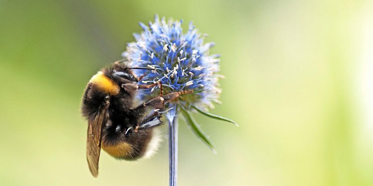 Halmbalar som boplatser åt humlor och bin