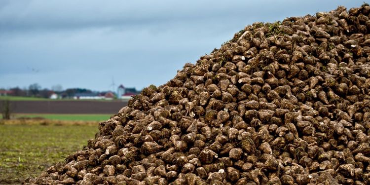 Så mycket får danska betodlare