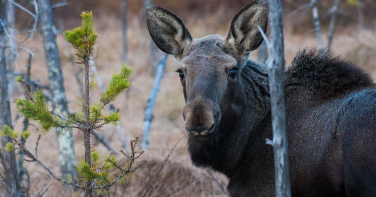 Älgjakt: Nu ökas beredskap för svältsjuk älg