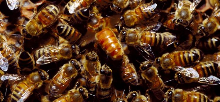 Neonikotinoider på väg mot utökat förbud